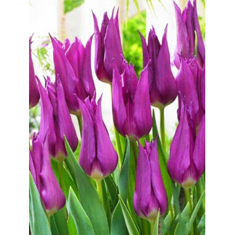 Тюльпан лилиецветный "Пёрпл Дрим" (Purple Dream) 3шт в упаковке (размер 12\+)